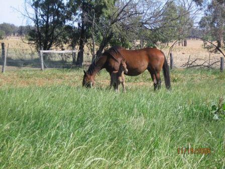 Palm Park Royal Acclaim Filly