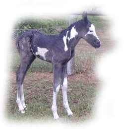 Raminco foal